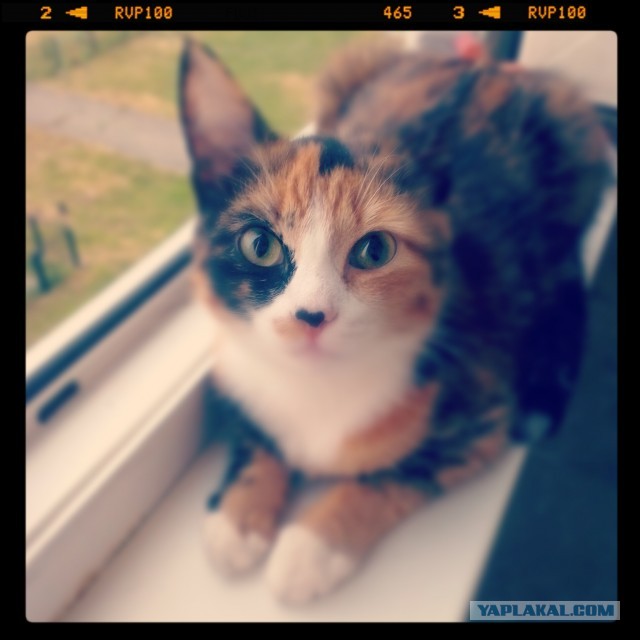 Кошачий Хатико