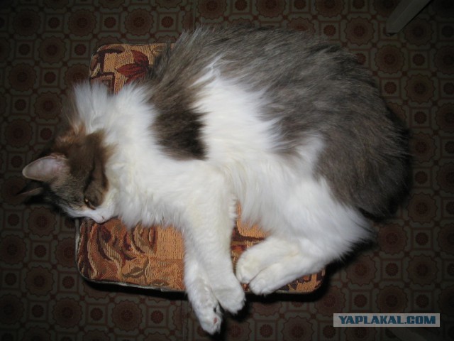 Кот в квадрате