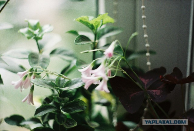 Фото на Zenit-E