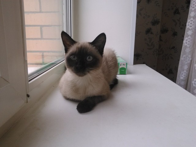 Котовторник 25.02.2014