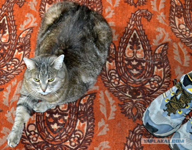 С Котовторником!