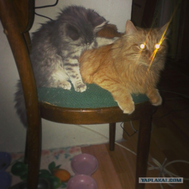 Котовторник 12.08.2014