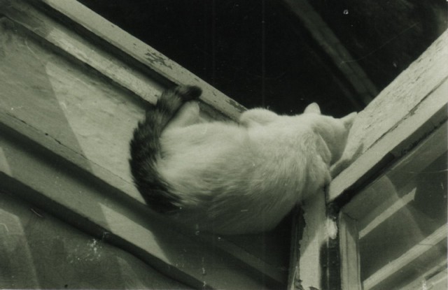 Котовторник 16.09.14