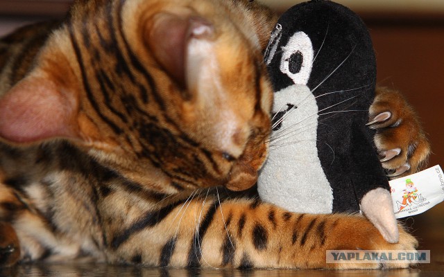 Котовторник 30.09.2014