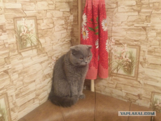Котовторник 9.12.2014