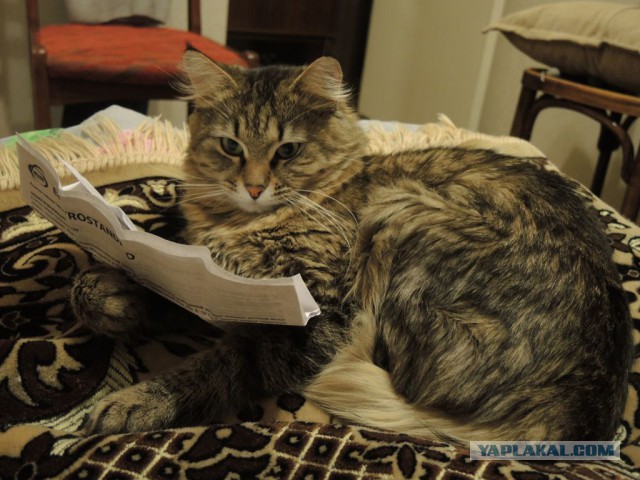 Котовторник 31.03.2015