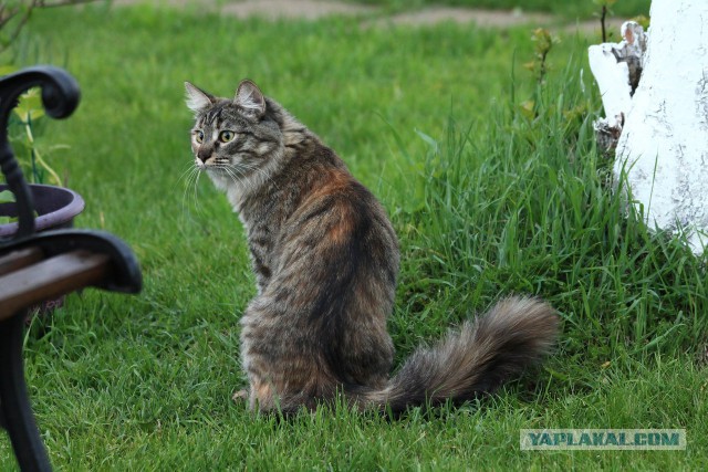 Котовторник 14.07.2015