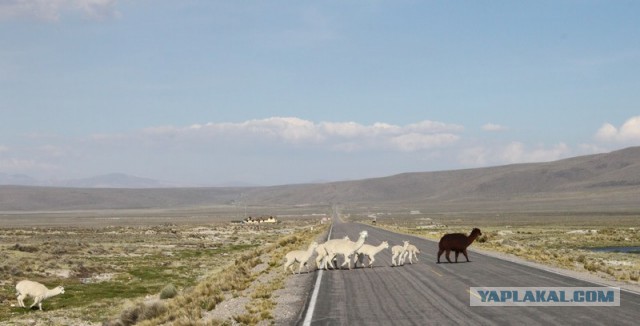 Отчет о путешествии в  Перу