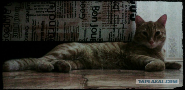 Пост невероятной кошачьей красоты. 25 фот.