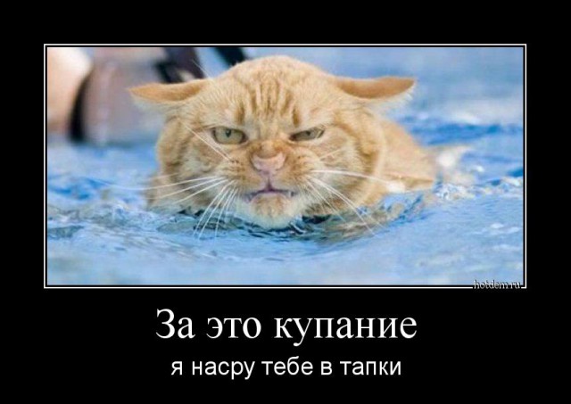 Кот пытался спастись от купания на полке