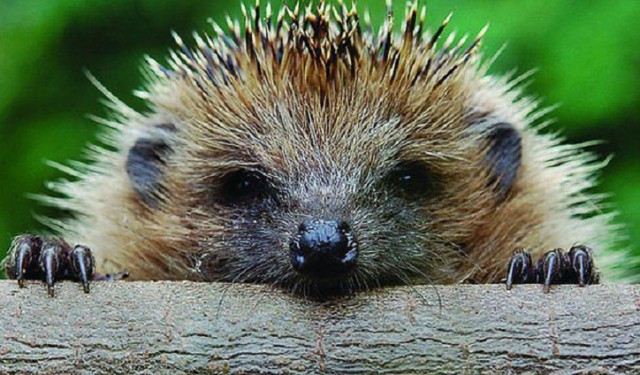 А что это вы здесь делаете?