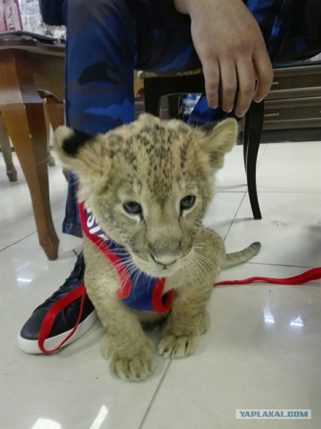 Петербуржец пришел в автосалон со львенком и купил Rolls-Royce за 40 миллионов