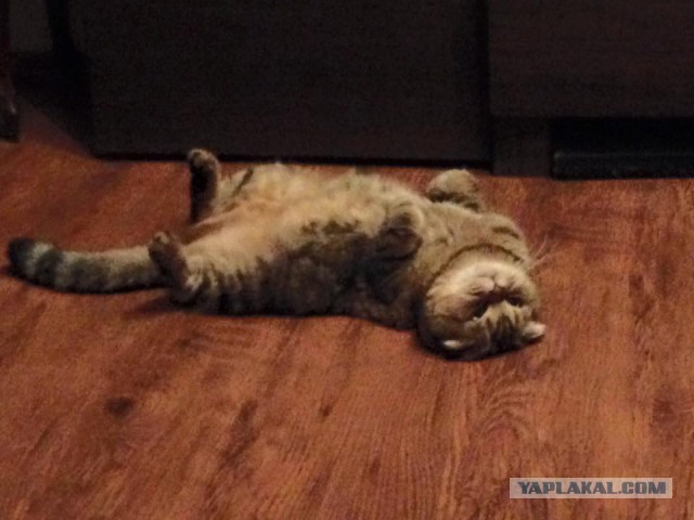 Котовторник  14.02.2017