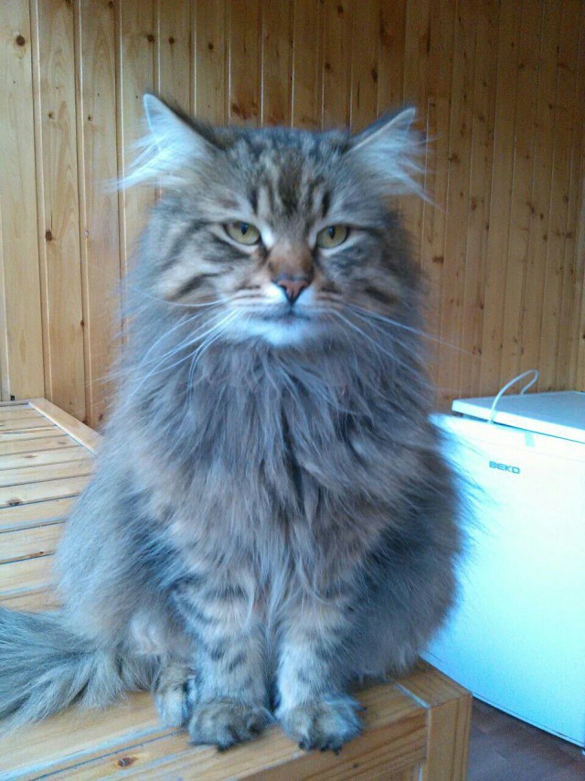 Коты и Кошки