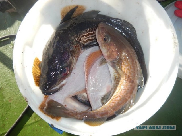 Морское меню Колымского рыбака