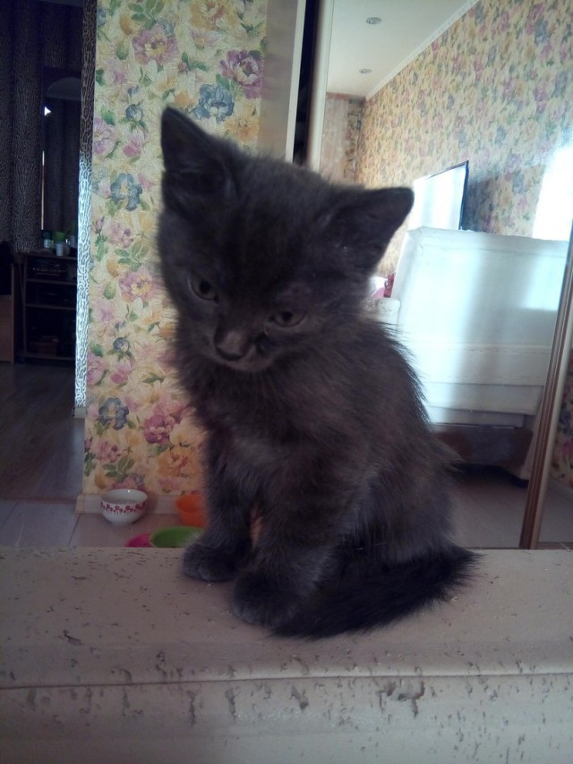 Коты и Кошки