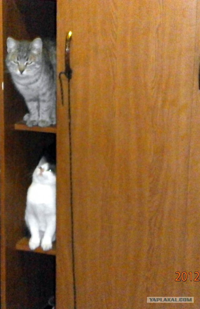 Котовторник 27.02.2018 наступил!