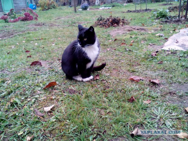 Котовторник 20.03.2018