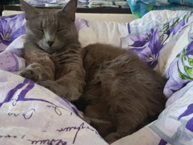 Котовторник 24.04.2018