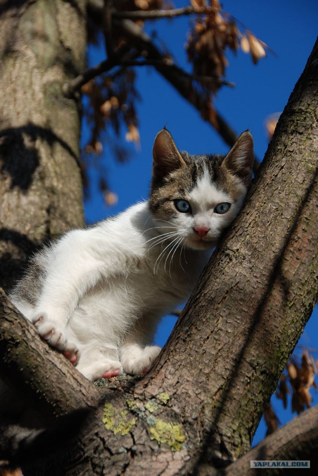 Котовторник: Кошки гаваны и другие!