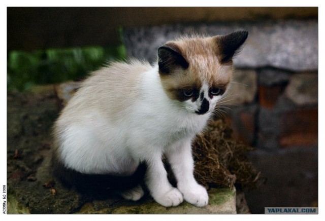 Забыли котовторник? А вот он!