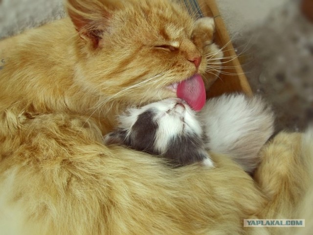 Котовторник (02.06.2009)