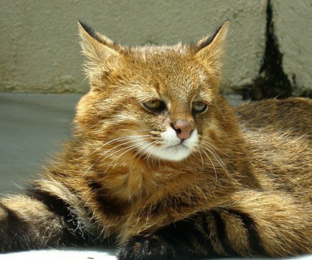 Прикольных котов пост