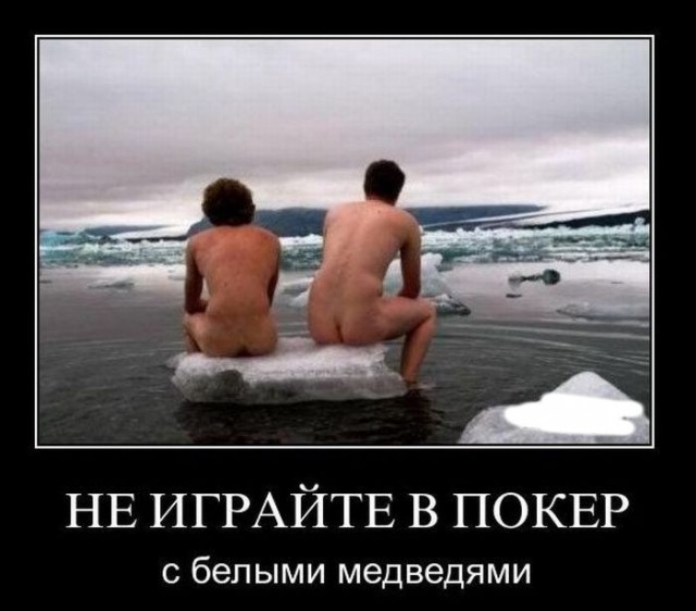 Про белых медведей