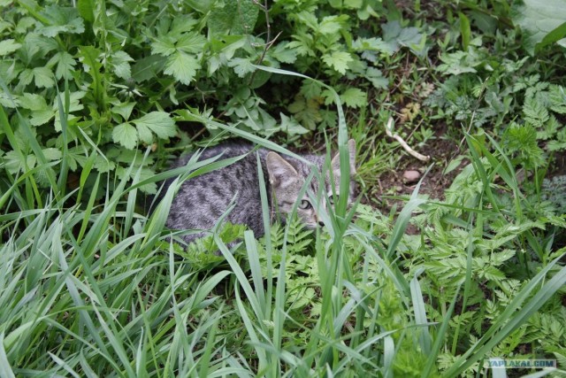 Начинаем котовторник!