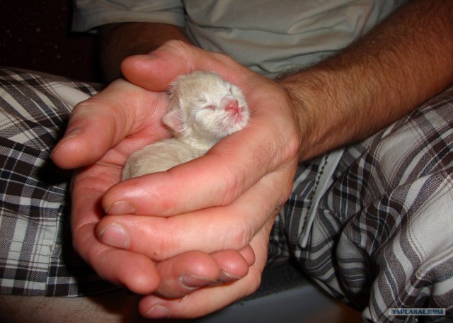 Котовторник 31.07.2012 г.