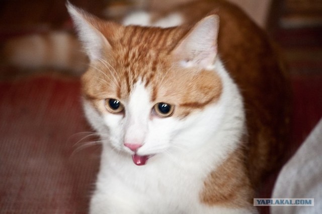 Котовторник  14.08.2012.