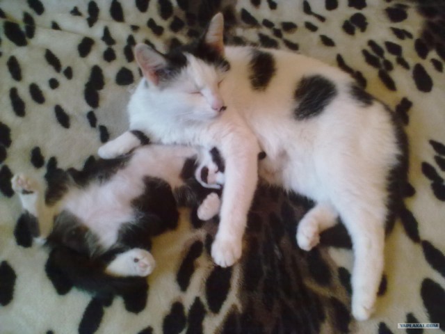Котовторник  28.08.12