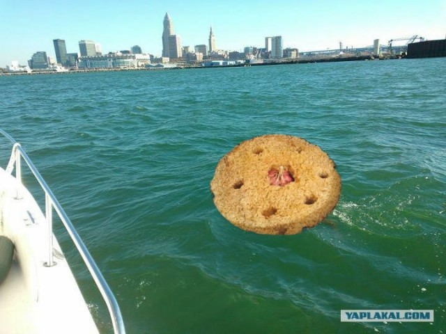 Неожиданный пловец