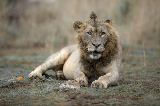 15+ Best Tanzania Safari Companies - For Every Safari Holiday