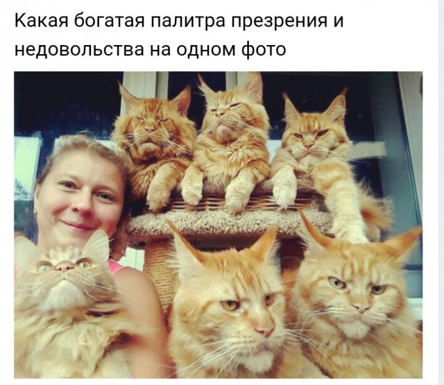 Картинки с надписями и анекдоты