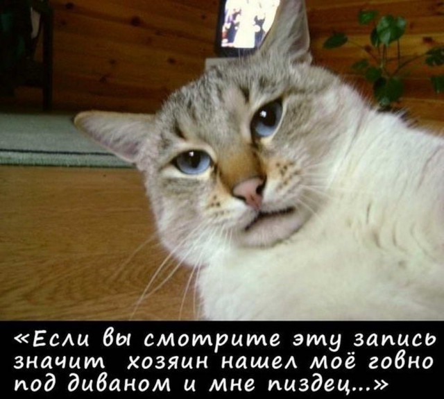 Гуляет Алиса по шахматным клеткам, или шоколадка за нольпятку