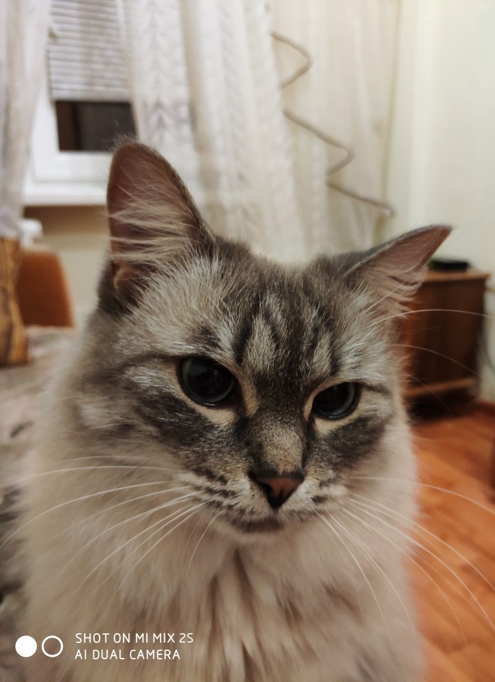 Котовторник
