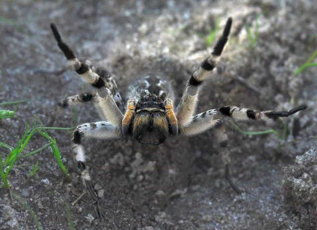 Мизгирь: Единственный русский тарантул — настоящий монстр!