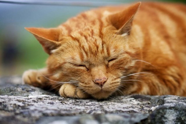 Котофеев пост