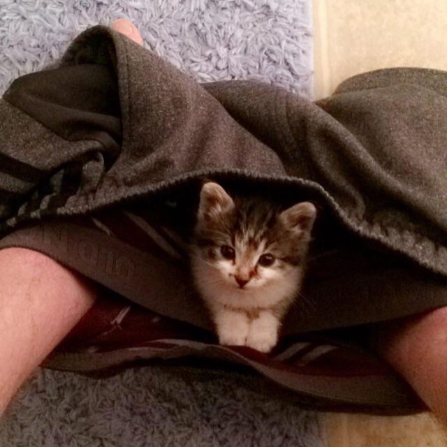 Котики