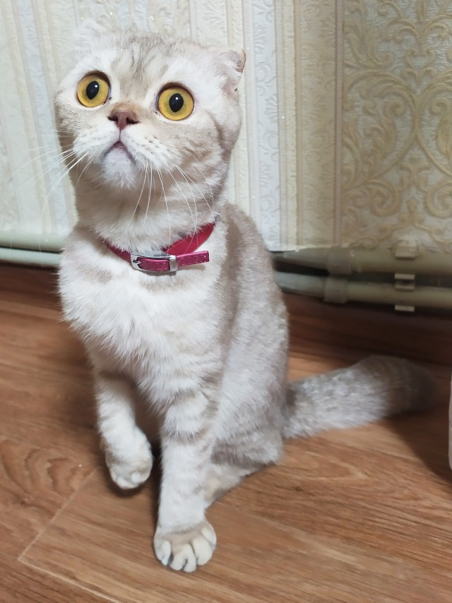 Ну, с котовторником!