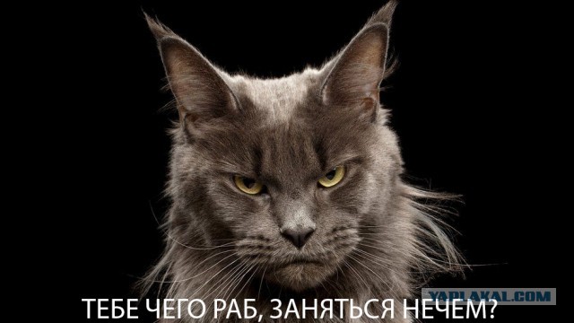Главное отличие кота от собаки