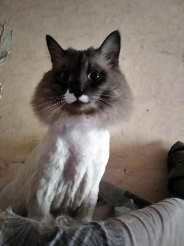 Подборка забавной живности