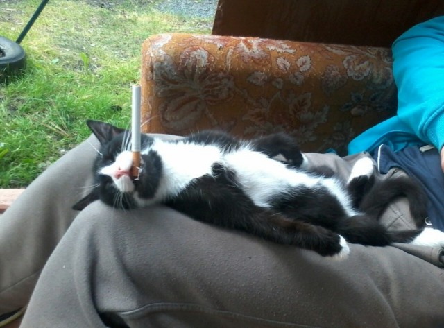 Уличные котаны
