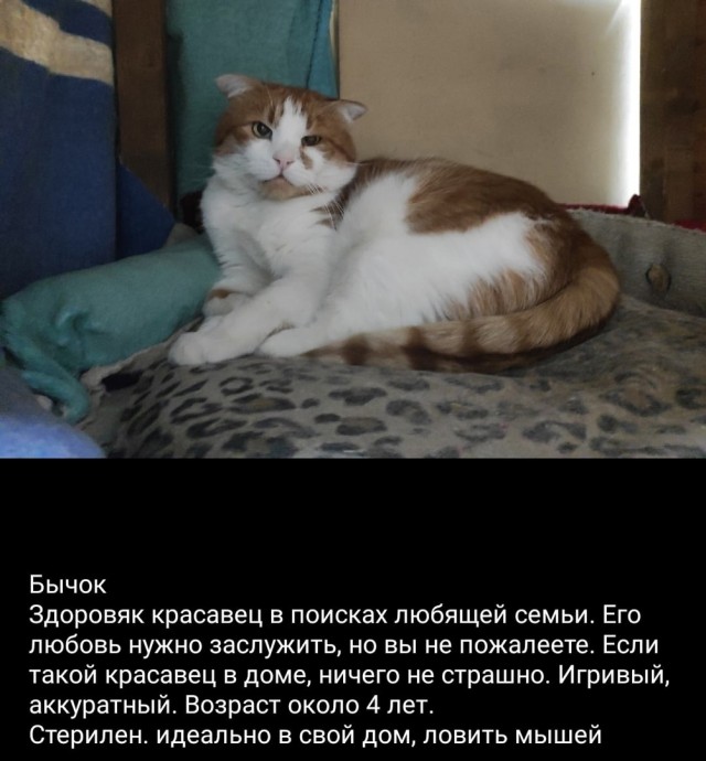 Котики хотят домой.