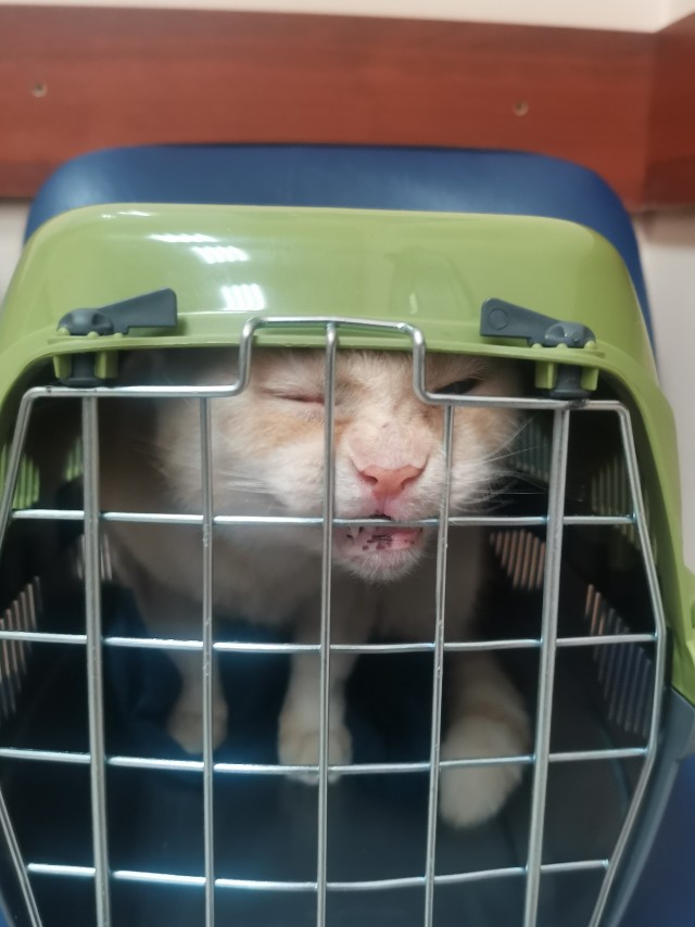 Котовторник так котовторник