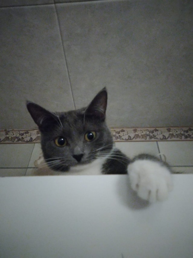 Котовторник. Февраль