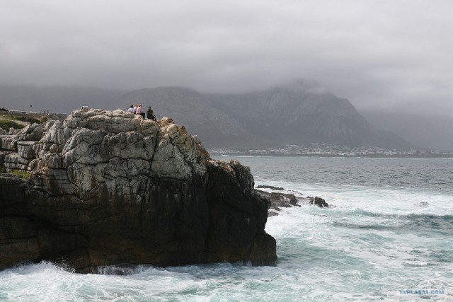 ЮАР, Замбия, Ботсвана