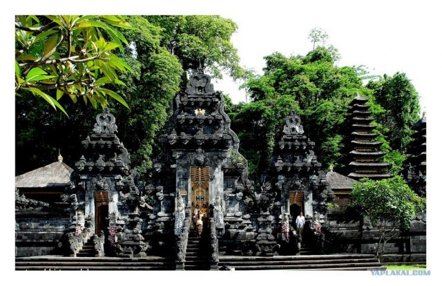 Они живут только 40 лет