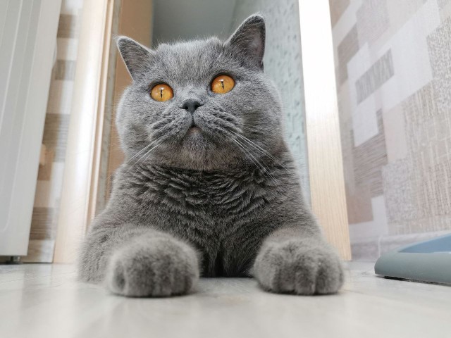 Ура! Котовторник.